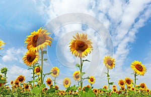 Field of sunflowers in full spring bloom with bee pollination