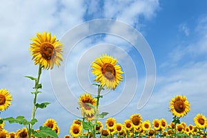 Field of sunflowers in full spring bloom with bee pollination