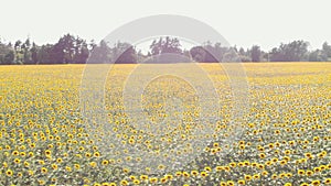 Field with sunflowers. Golden sunflowers blooming in sun. Sunflower agriculture field. Harvesting and agronomy concept