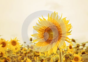 Field of sunflowers in golden sunset.