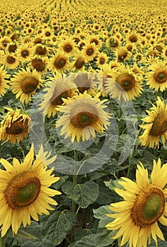 Field of Sunflowers half way through lifecycle