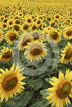 Aus sonnenblume Hälfte Weg durch lebenszyklus 