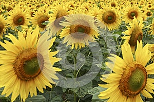 Field of Sunflowers half way through lifecycle