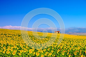 Field of sunflowers and hause . Beautiful summer landscape