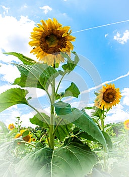 Field of Sunflowers (Helianthus Annuus)