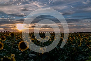 Field of Sunflowers Helianthus annuus in the evening sunset