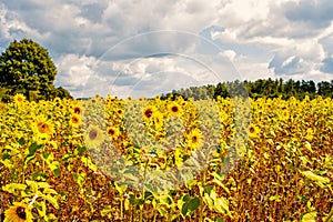 Field of sunflowers Helianthus annuus in the Lueneburg