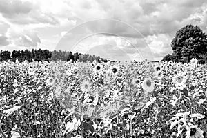 Field of sunflowers Helianthus annuus in the Lueneburg