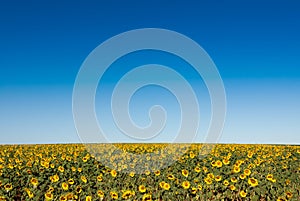 Field of sunflowers, high horizon and the background out of focus