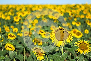 Field of sunflowers, high horizon and the background out of focus