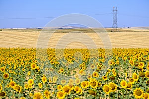 Field with sunflowers in the interior of Spain