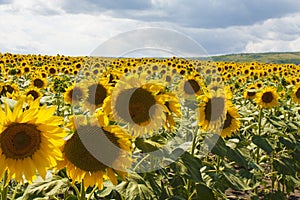 Field with sunflowers, Kranevo, Varna province, Bulgaria.