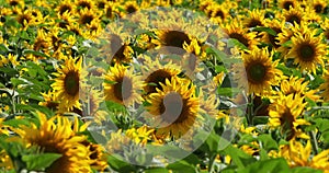 Field of sunflowers, Loiret department, France.