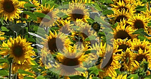 Field of sunflowers, Loiret department, France.