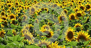 Field of sunflowers, Loiret department, France.
