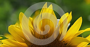 Field of sunflowers, Loiret department, France.