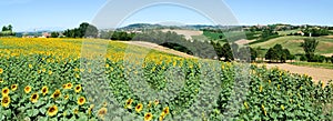 Field of sunflowers of Monterrato on Piedmont