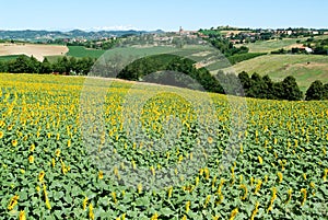 Field of sunflowers of Monterrato on Piedmont