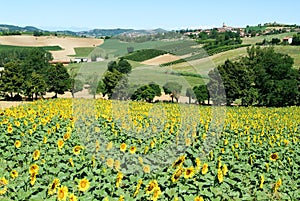 Field of sunflowers of Monterrato on Piedmont