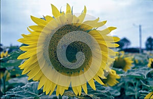 Field of sunflowers near Troyes, France, at summer photo