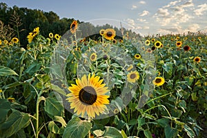 A field of sunflowers in Raleigh photo