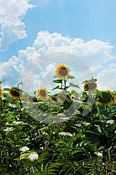 Field of sunflowers with one outstanding sunflower