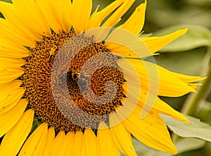 Field of sunflowers Pam Nelson`s farm Valley Nebraska