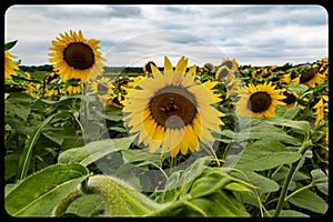 Field of sunflowers Pam Nelson`s farm Valley Nebraska