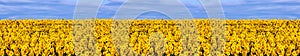 Field of sunflowers panorama