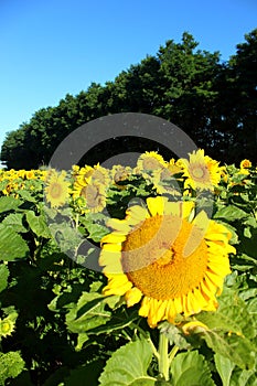 Da girasole girasole pianta fiori fiore fiore 