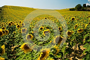 Field of sunflowers in Provence, France photo