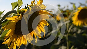 A field of sunflowers in the rays of the sun, swaying in the wind