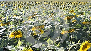 A field of sunflowers in the rays of the sun, swaying in the wind