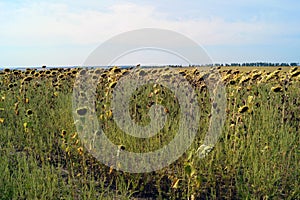The field of sunflowers is ready to harvest
