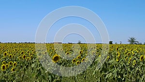 A field of sunflowers rides a car, in the summer afternoon, on a sunny day, the view from the window