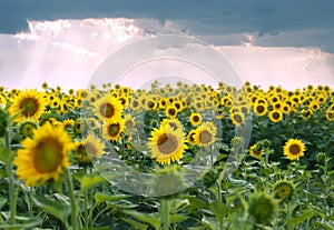 Field of sunflowers and stormy clouds