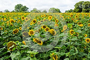 Field of sunflowers stretching to the horizon, Hampshire