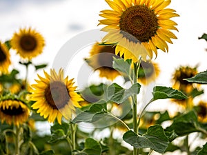 Field of Sunflowers in Summer