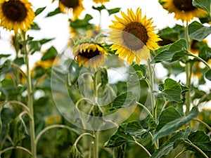 Field of Sunflowers in Summer