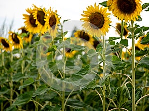 Field of Sunflowers in Summer