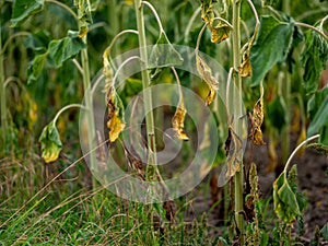 Field of Sunflowers in Summer