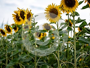 Field of Sunflowers in Summer