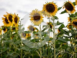 Field of Sunflowers in Summer