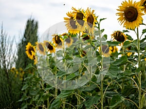 Field of Sunflowers in Summer