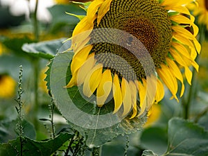 Field of Sunflowers in Summer