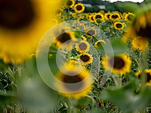 Field of Sunflowers in Summer