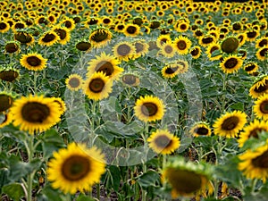 Field of Sunflowers in Summer