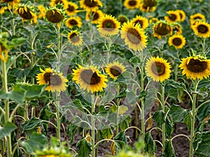 Field of Sunflowers in Summer