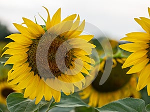 Field of Sunflowers in Summer