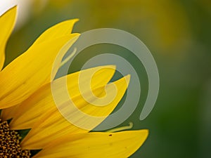 Field of Sunflowers in Summer